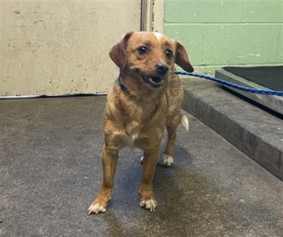 Shelter Stray Male Dog last seen HENRIETTA DR & MATSON DR, 2127 Front St, Sacramento, CA 95818, USA
