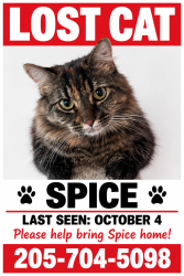 Lost Female Cat last seen Near 17th Ave South, Birmingham Alabama, Birmingham, AL 35205