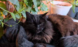 Reunited Female Cat last seen Doug Lindberg park, Palatine, IL 60074