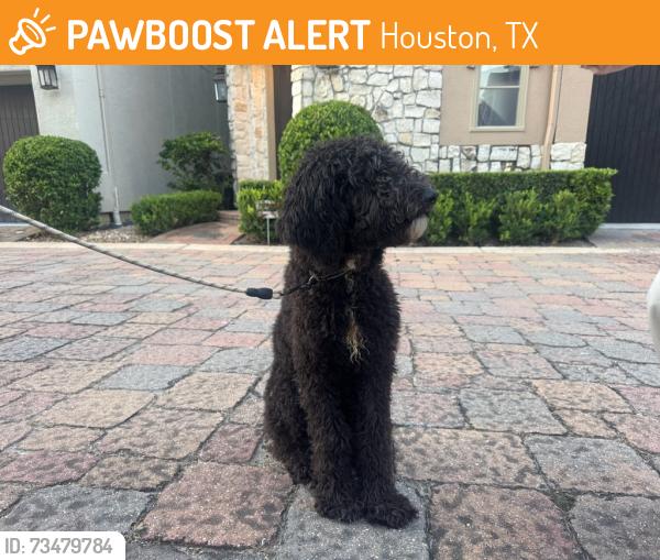Found/Stray Male Dog last seen Buffalo Speedway and Murworth Drive, Houston, TX 77025