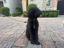 Found/Stray Male Dog last seen Buffalo Speedway and Murworth Drive, Houston, TX 77025