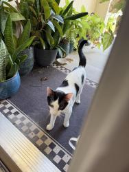 Lost Female Cat last seen Russel and n. Closner, Edinburg, TX 78541
