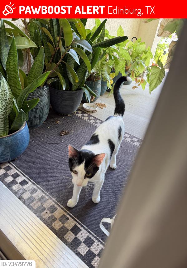 Lost Female Cat last seen Russel and n. Closner, Edinburg, TX 78541