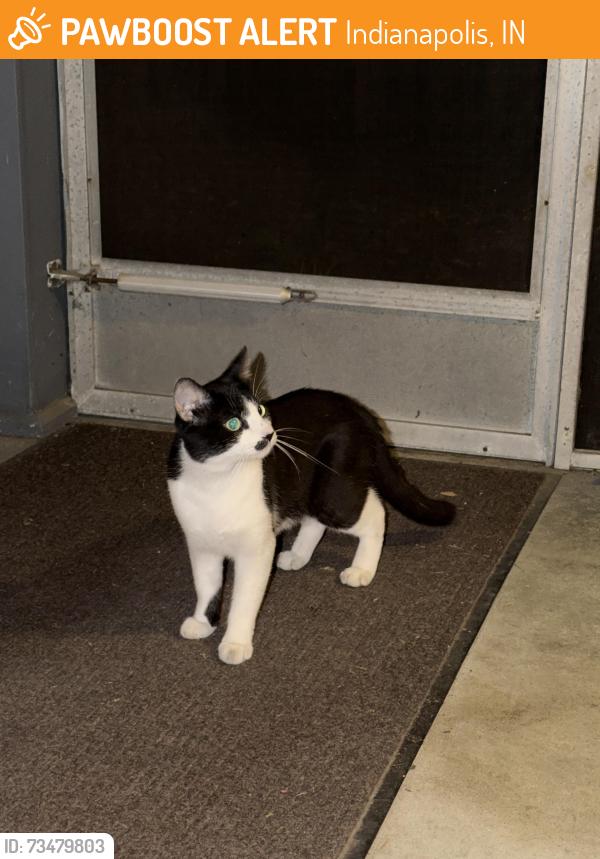Found/Stray Unknown Cat last seen Broadway Ave and 64th, Indianapolis, IN 46220