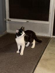 Found/Stray Unknown Cat last seen Broadway Ave and 64th, Indianapolis, IN 46220