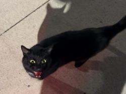 Found/Stray Female Cat last seen O’Reily Auto Parts & Casey’s Gas Station, Fostoria, OH 44830