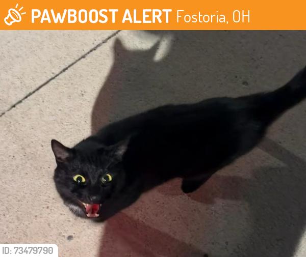 Found/Stray Female Cat last seen O’Reily Auto Parts & Casey’s Gas Station, Fostoria, OH 44830
