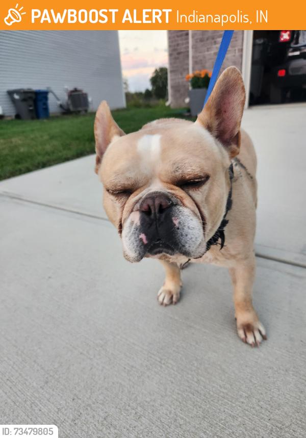 Found/Stray Male Dog last seen Caprack Canyon Dr and Falls Canyon Dr., Indianapolis, IN 46229