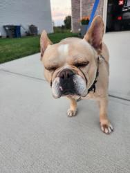 Found/Stray Male Dog last seen Caprack Canyon Dr and Falls Canyon Dr., Indianapolis, IN 46229