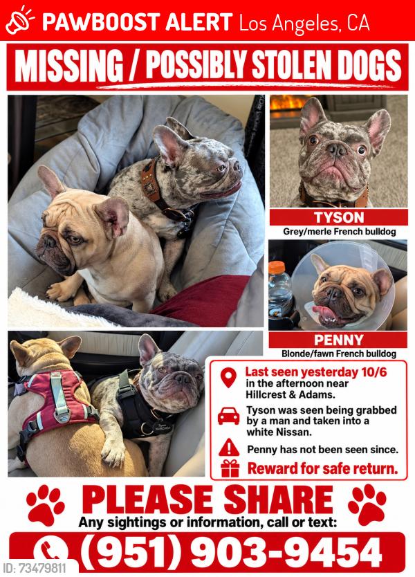 Lost Male Dog last seen Hillcrest Drive & Adams Blvd, Los Angeles, CA 90016