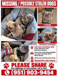 Lost Male Dog last seen Hillcrest Drive & Adams Blvd, Los Angeles, CA 90016