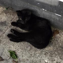 Shelter Stray Male Cat last seen Near BLOCK CULEBRA RD, 4710 TX-151, San Antonio, TX 78227, USA