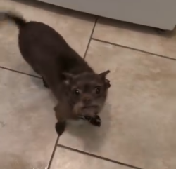 Lost Female Dog last seen UNM Hospital near Lomas Blvd Albuquerque, NM, Albuquerque, NM 87102