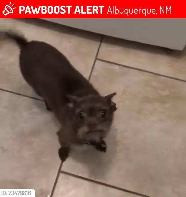 Lost Female Dog last seen UNM Hospital near Lomas Blvd Albuquerque, NM, Albuquerque, NM 87102