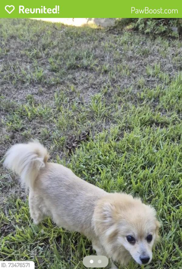 Reunited Female Dog last seen Near Juneberry St, Fort Worth, TX 76137, USA, Fort Worth, TX 76137
