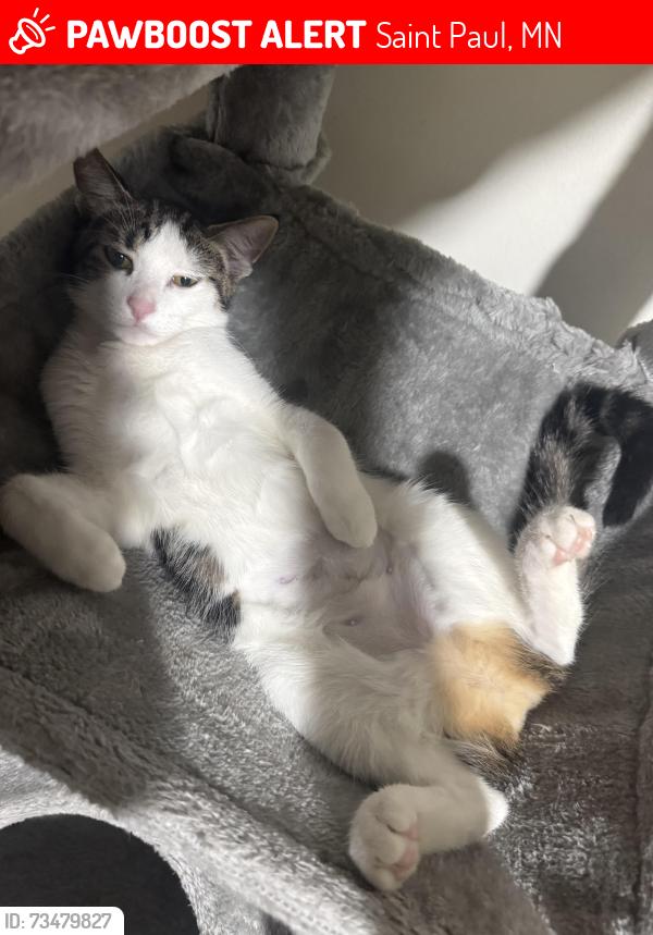Lost Female Cat last seen Frog town rec center, Saint Paul, MN 55103