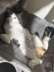 Lost Female Cat last seen Frog town rec center, Saint Paul, MN 55103