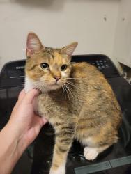 Found/Stray Unknown Cat last seen Villas at East Towne Subdivision, Knoxville, TN 37924