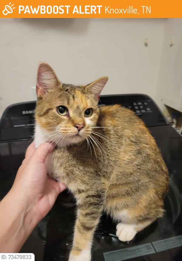 Found/Stray Unknown Cat last seen Villas at East Towne Subdivision, Knoxville, TN 37924