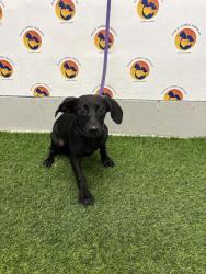 Shelter Stray Female Dog last seen MASCO DR, 19640 Dogpatch Ln, Land O' Lakes, FL 34638, USA