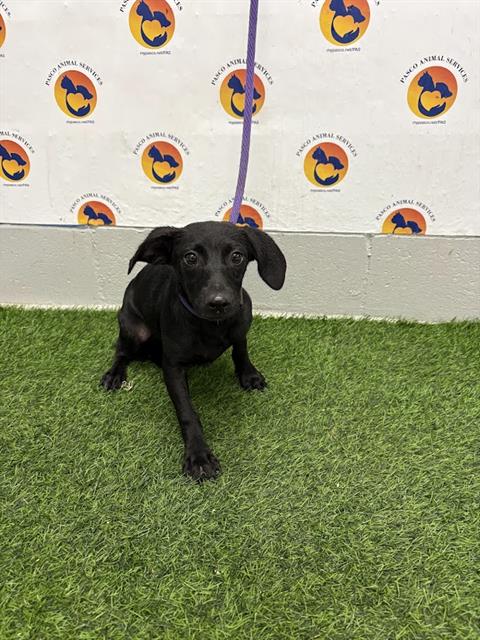Shelter Stray Female Dog last seen MASCO DR, 19640 Dogpatch Ln, Land O' Lakes, FL 34638, USA