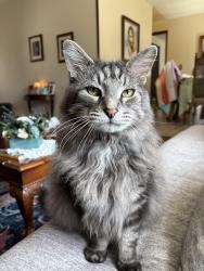 Lost Male Cat last seen 144th Pl SW and 145th St SW, Picnic Point, WA 98026