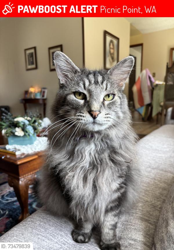 Lost Male Cat last seen 144th Pl SW and 145th St SW, Picnic Point, WA 98026