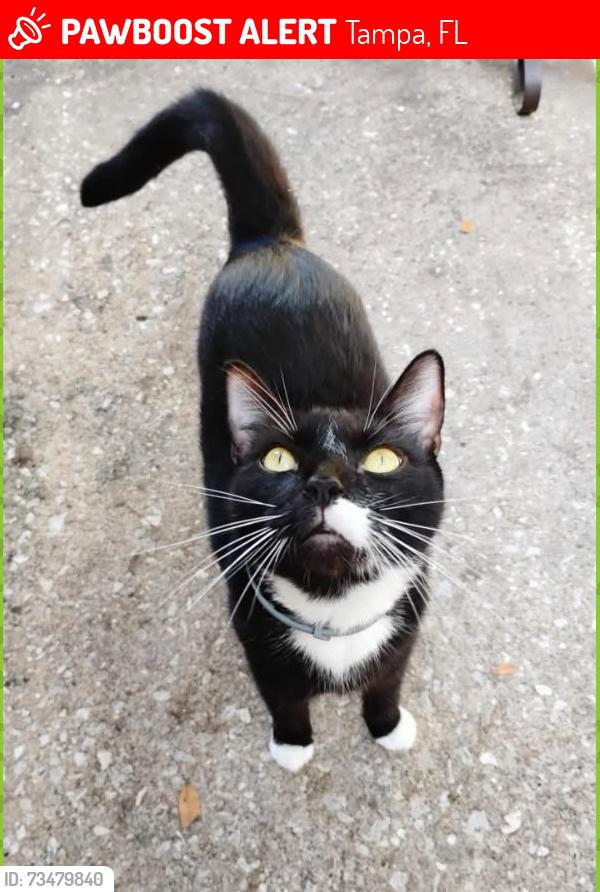 Lost Male Cat last seen Behind Charlies Market on Sligh, Tampa, FL 33610