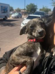 Shelter Stray Female Dog last seen NANCY LANE AND SOUTHERN AVE, 1920 S Lewis, Mesa, AZ 85210, USA