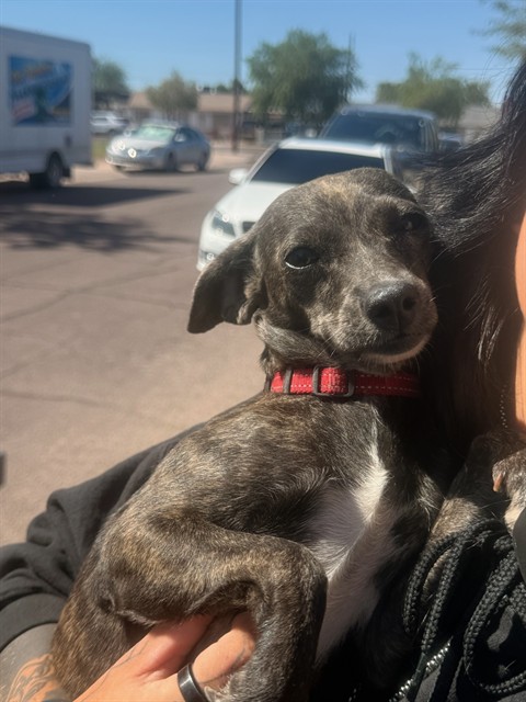 Shelter Stray Female Dog last seen NANCY LANE AND SOUTHERN AVE, 1920 S Lewis, Mesa, AZ 85210, USA