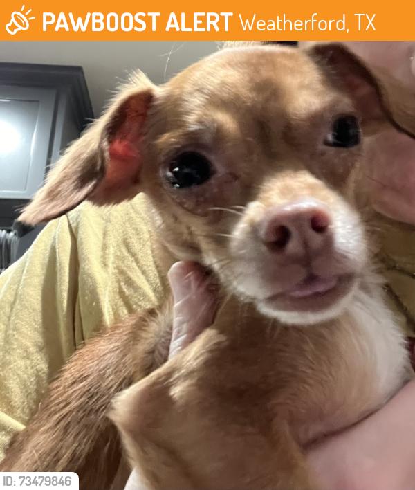 Found/Stray Female Dog last seen Old mineral wells highway and Fort Worth highway, Weatherford, TX 76088