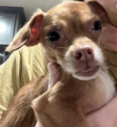 Found/Stray Female Dog last seen Old mineral wells highway and Fort Worth highway, Weatherford, TX 76088