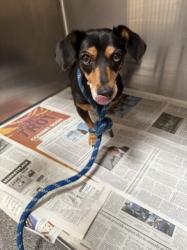 Shelter Stray Female Dog last seen , 3201 Lacy St, Los Angeles, CA 90031, USA