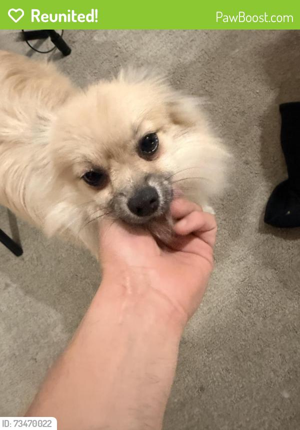 Reunited Male Dog last seen Bolsa ave and Van Buren st, Midway City, CA 92655