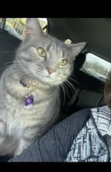 Lost Female Cat last seen Debonhill/sultana, Cincinnati, OH 45238