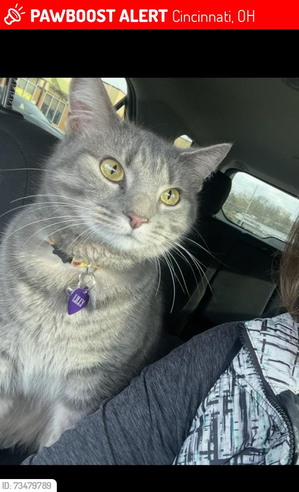 Lost Female Cat last seen Debonhill/sultana, Cincinnati, OH 45238