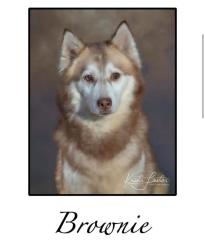 Reunited Female Dog last seen Latoka and Bristol, Springfield, MO 65804
