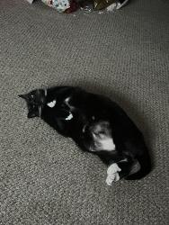 Reunited Female Cat last seen Near Kirkland Cir, Kirkland, WA 98033, USA, Kirkland, WA 98033