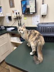 Lost Female Cat last seen Hanes hse on Middlebrook Drive, Clemmons, NC 27012