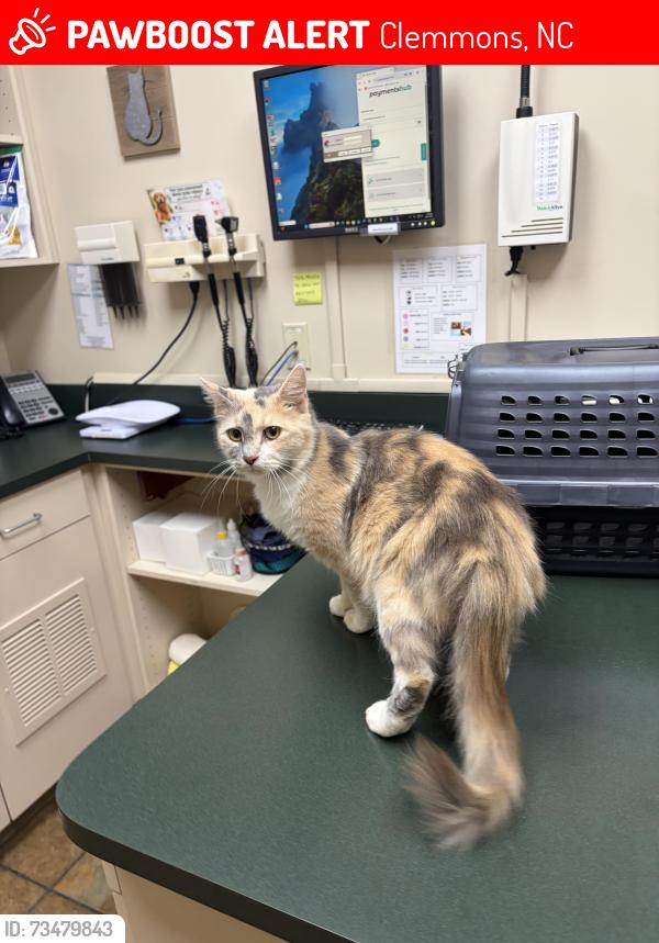 Lost Female Cat last seen Hanes hse on Middlebrook Drive, Clemmons, NC 27012