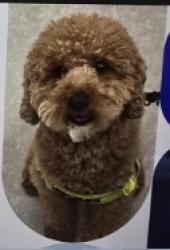 Reunited Male Dog last seen 30th and sw 86 way, between University Dr and Pine Island, Davie, FL 33328