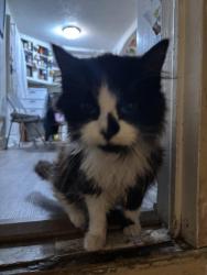 Lost Male Cat last seen good luck dr, Lexington, NC 27292