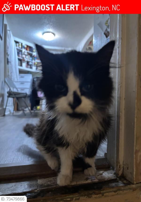 Lost Male Cat last seen good luck dr, Lexington, NC 27292
