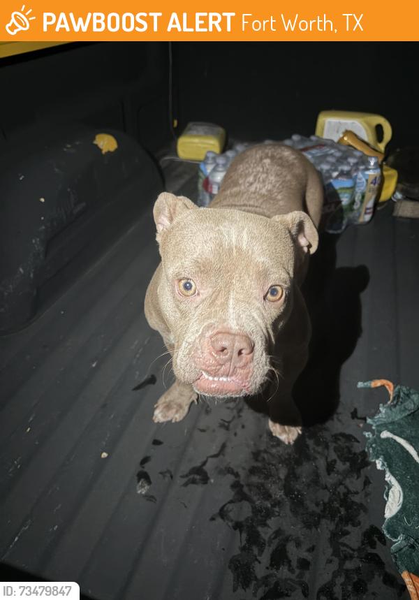 Found/Stray Female Dog last seen empty yard, Fort Worth, TX 76107