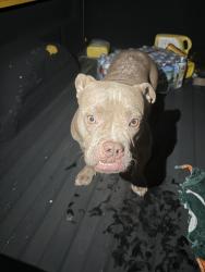 Found/Stray Female Dog last seen empty yard, Fort Worth, TX 76107