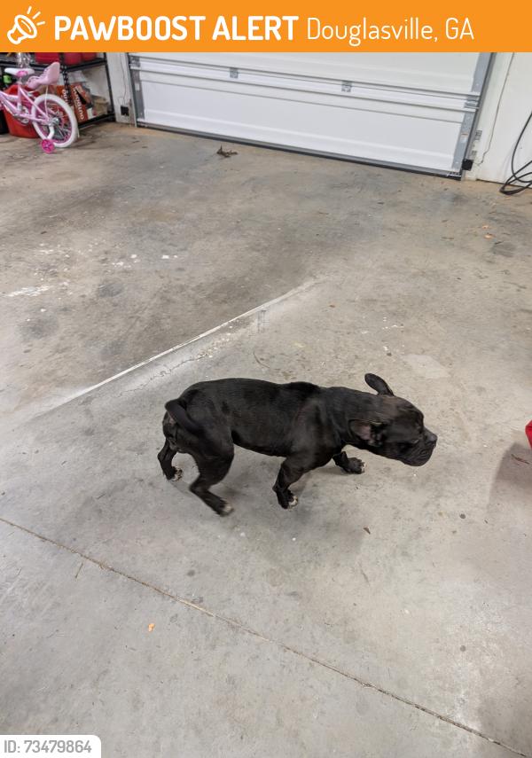 Found/Stray Male Dog last seen Capps Ferry and Florence Rd, Douglasville, GA 30135