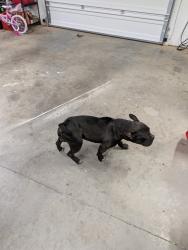 Found/Stray Male Dog last seen Capps Ferry and Florence Rd, Douglasville, GA 30135