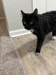 Found/Stray Unknown Cat last seen Mississippi ave & sable blvd, Aurora, CO 80012