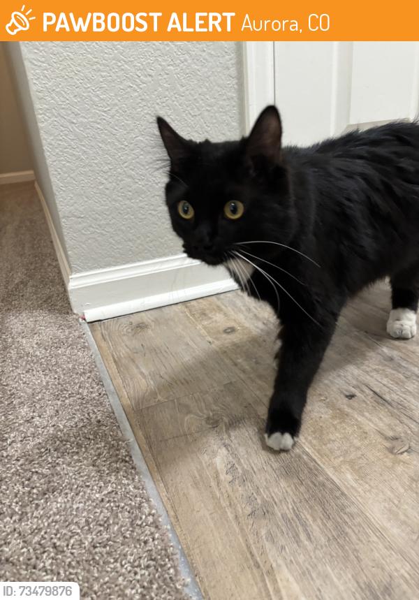 Found/Stray Unknown Cat last seen Mississippi ave & sable blvd, Aurora, CO 80012