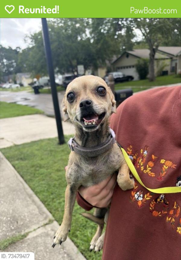 Reunited Female Dog last seen Near Yukon Ct, Middleburg, FL 32068, USA, Middleburg, FL 32068